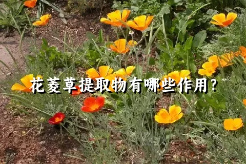 花菱草提取物有哪些作用？