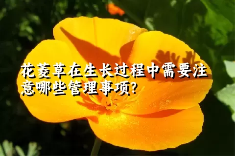 花菱草在生长过程中需要注意哪些管理事项？