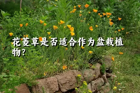 花菱草是否适合作为盆栽植物？