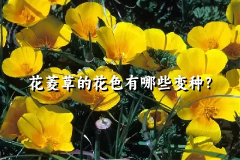 花菱草的花色有哪些变种？