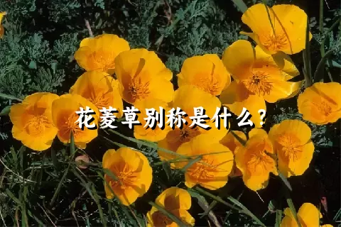 花菱草别称是什么？