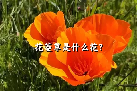 花菱草是什么花？