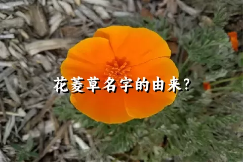 花菱草名字的由来？