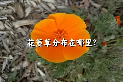 花菱草分布在哪里?