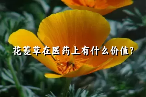 花菱草在医药上有什么价值？