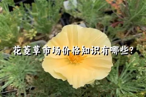 花菱草市场价格知识有哪些？