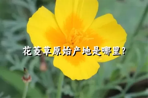 花菱草原始产地是哪里？