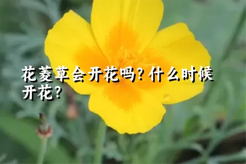 花菱草会开花吗？什么时候开花？