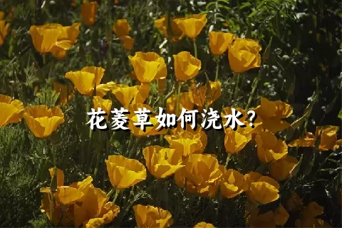 花菱草如何浇水？