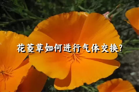 花菱草如何进行气体交换？