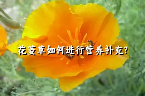 花菱草如何进行营养补充？