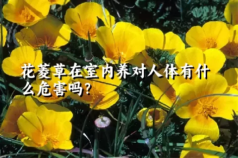 花菱草在室内养对人体有什么危害吗？