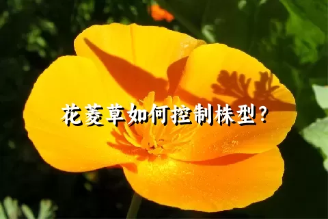 花菱草如何控制株型？