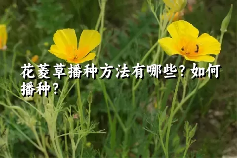 花菱草播种方法有哪些？如何播种？