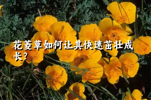 花菱草如何让其快速茁壮成长？