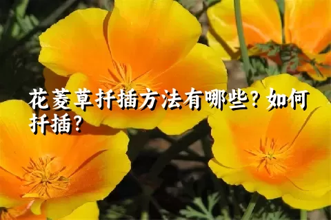 花菱草扦插方法有哪些？如何扦插？