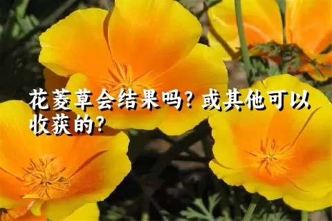 花菱草会结果吗？或其他可以收获的？