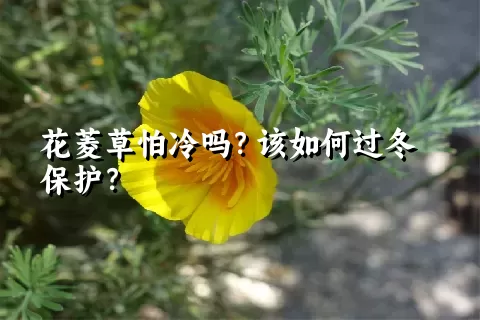 花菱草怕冷吗？该如何过冬保护？