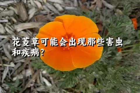 花菱草可能会出现那些害虫和疾病？