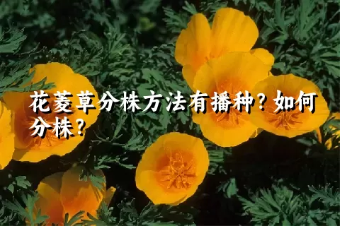 花菱草分株方法有播种？如何分株？