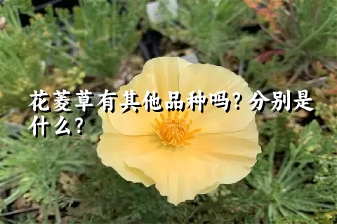 花菱草有其他品种吗？分别是什么？