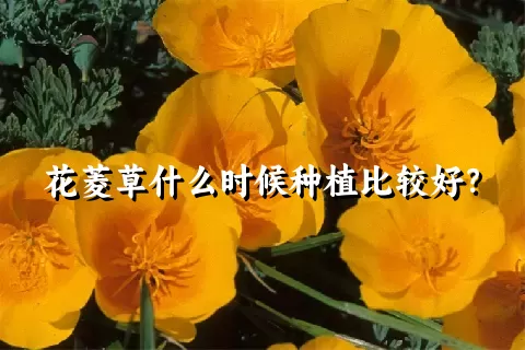 花菱草什么时候种植比较好？