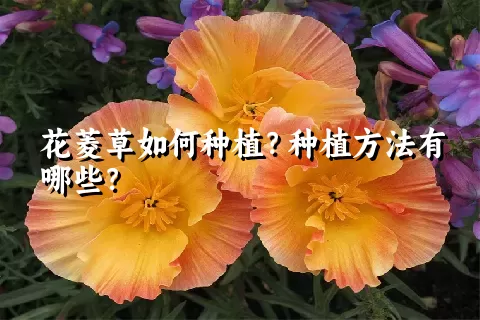 花菱草如何种植？种植方法有哪些？