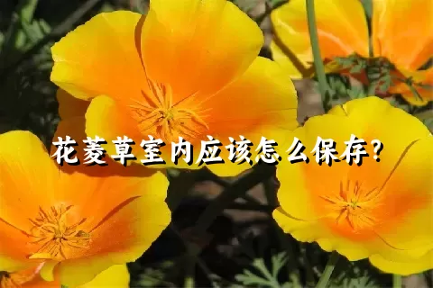 花菱草室内应该怎么保存？