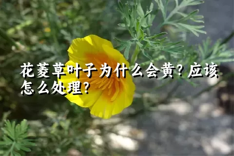 花菱草叶子为什么会黄？应该怎么处理？