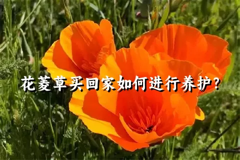 花菱草买回家如何进行养护？