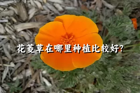 花菱草在哪里种植比较好？