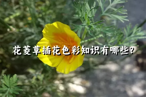 花菱草插花色彩知识有哪些？