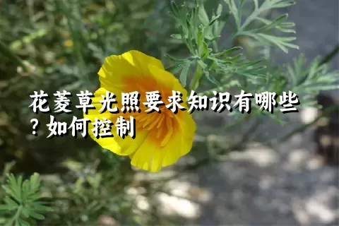 花菱草光照要求知识有哪些？如何控制