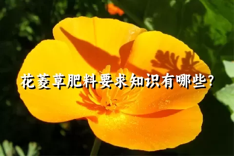 花菱草肥料要求知识有哪些？