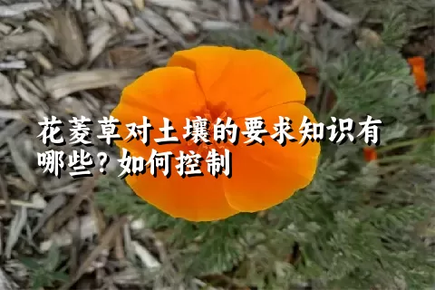 花菱草对土壤的要求知识有哪些？如何控制