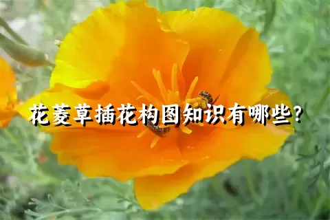 花菱草插花构图知识有哪些？