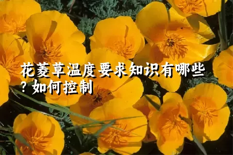 花菱草温度要求知识有哪些？如何控制