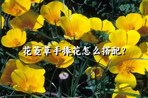 花菱草手捧花怎么搭配？