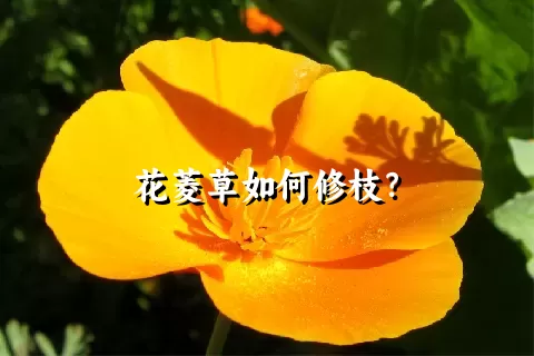 花菱草如何修枝？