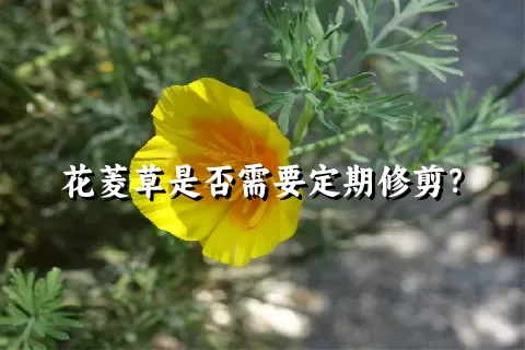 花菱草是否需要定期修剪？