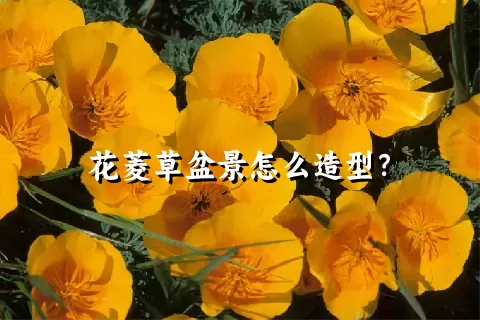 花菱草盆景怎么造型？