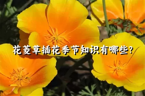 花菱草插花季节知识有哪些？