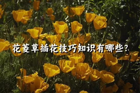 花菱草插花技巧知识有哪些？