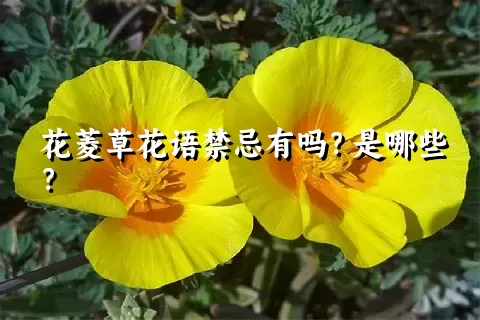 花菱草花语禁忌有吗？是哪些？