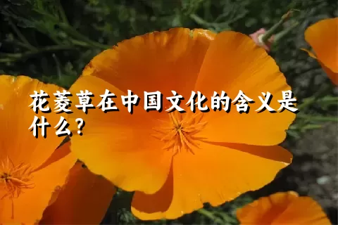 花菱草在中国文化的含义是什么？