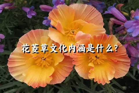 花菱草文化内涵是什么？