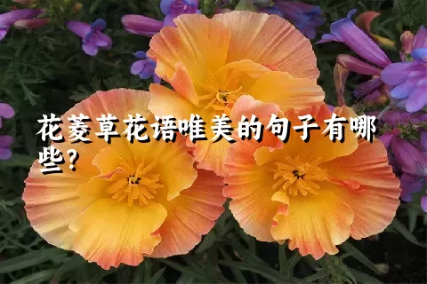 花菱草花语唯美的句子有哪些？