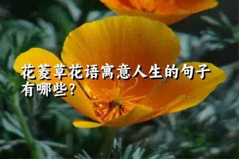 花菱草花语寓意人生的句子有哪些？