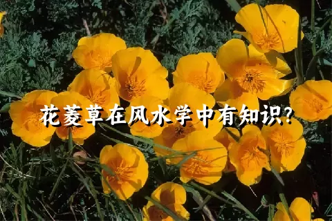 花菱草在风水学中有知识？