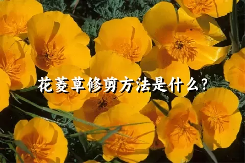 花菱草修剪方法是什么？